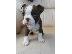 PoulaTo: Όμορφα κουτάβια boston terrier προς πώληση